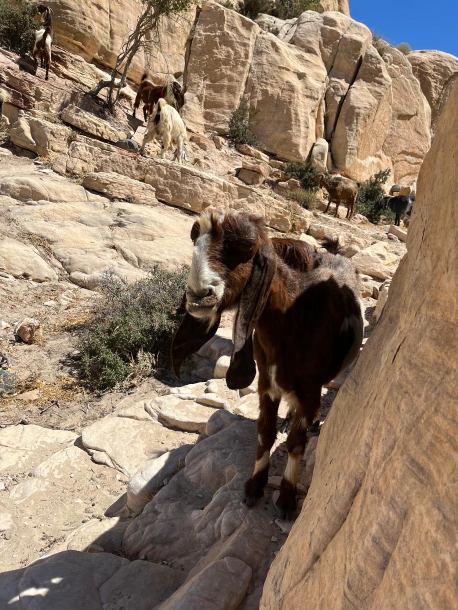 Al-Nawatef Eco Camp- Dana Nature Reserve Exterior photo